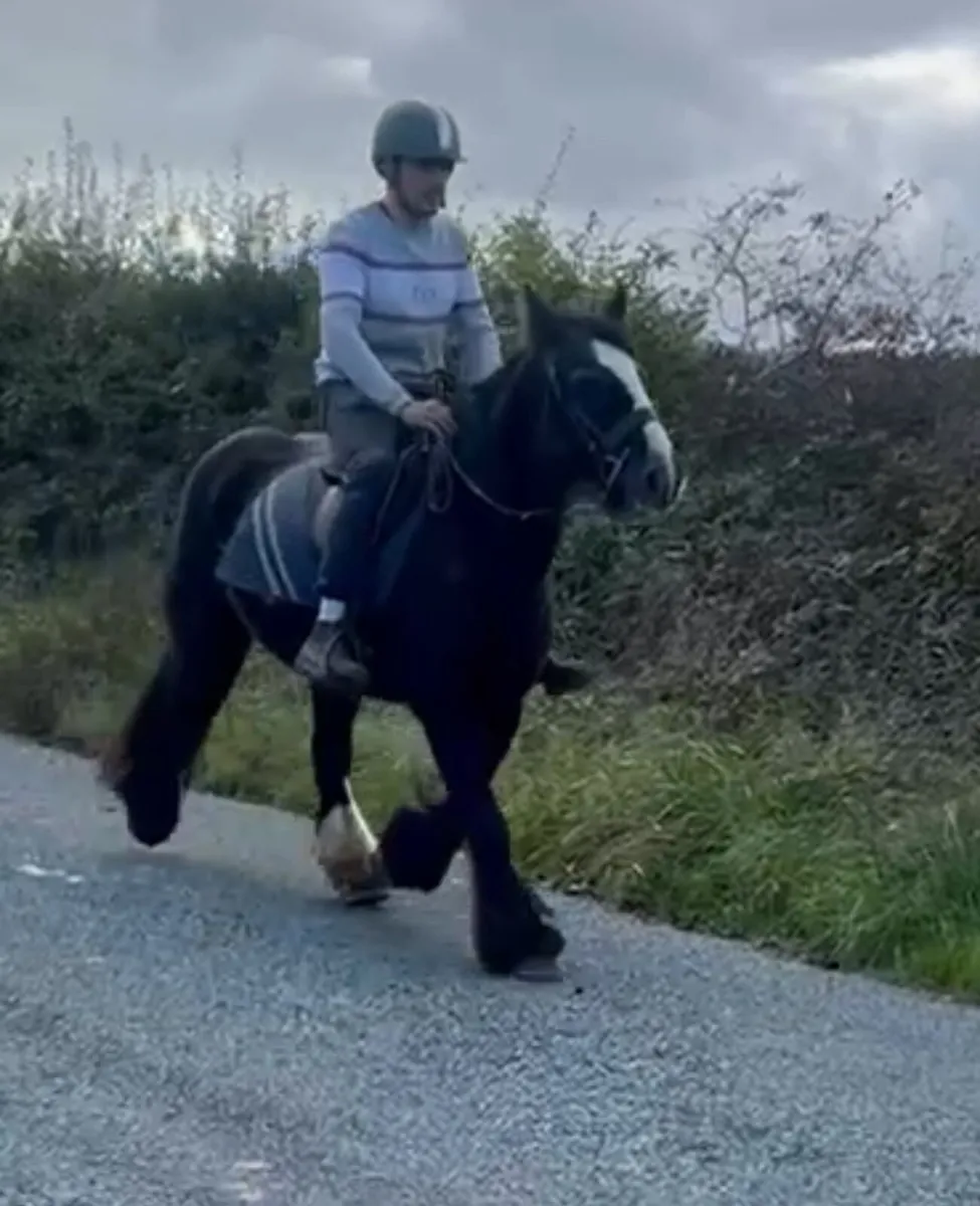 12 year old mare - Image 3