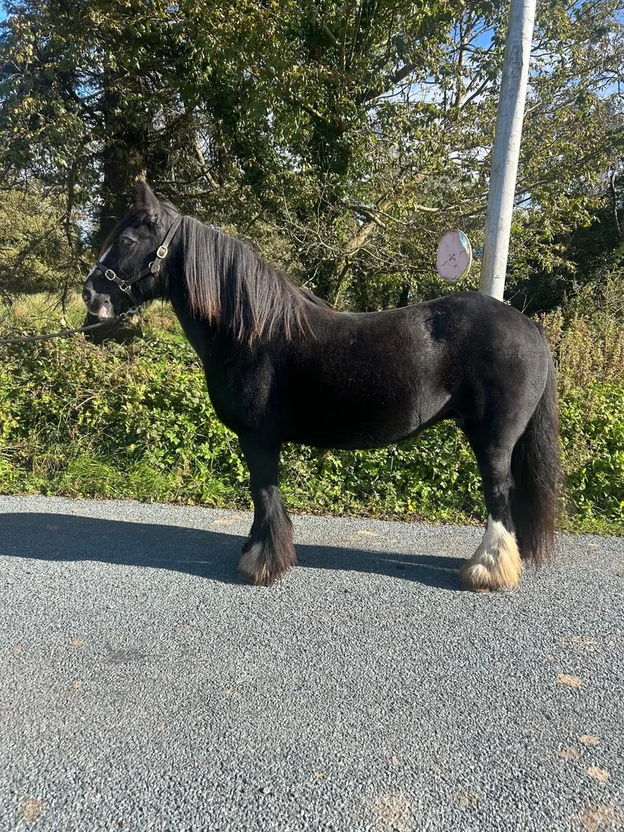 12 year old mare - Image 4