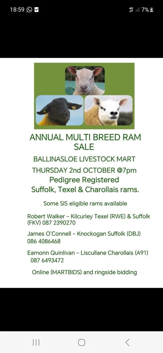 Multibreed Ram Sale - Image 1