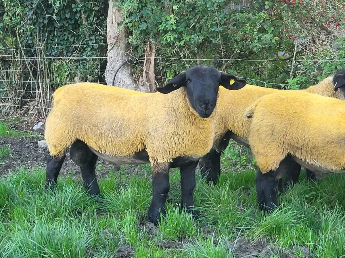 Multibreed Ram Sale - Image 2
