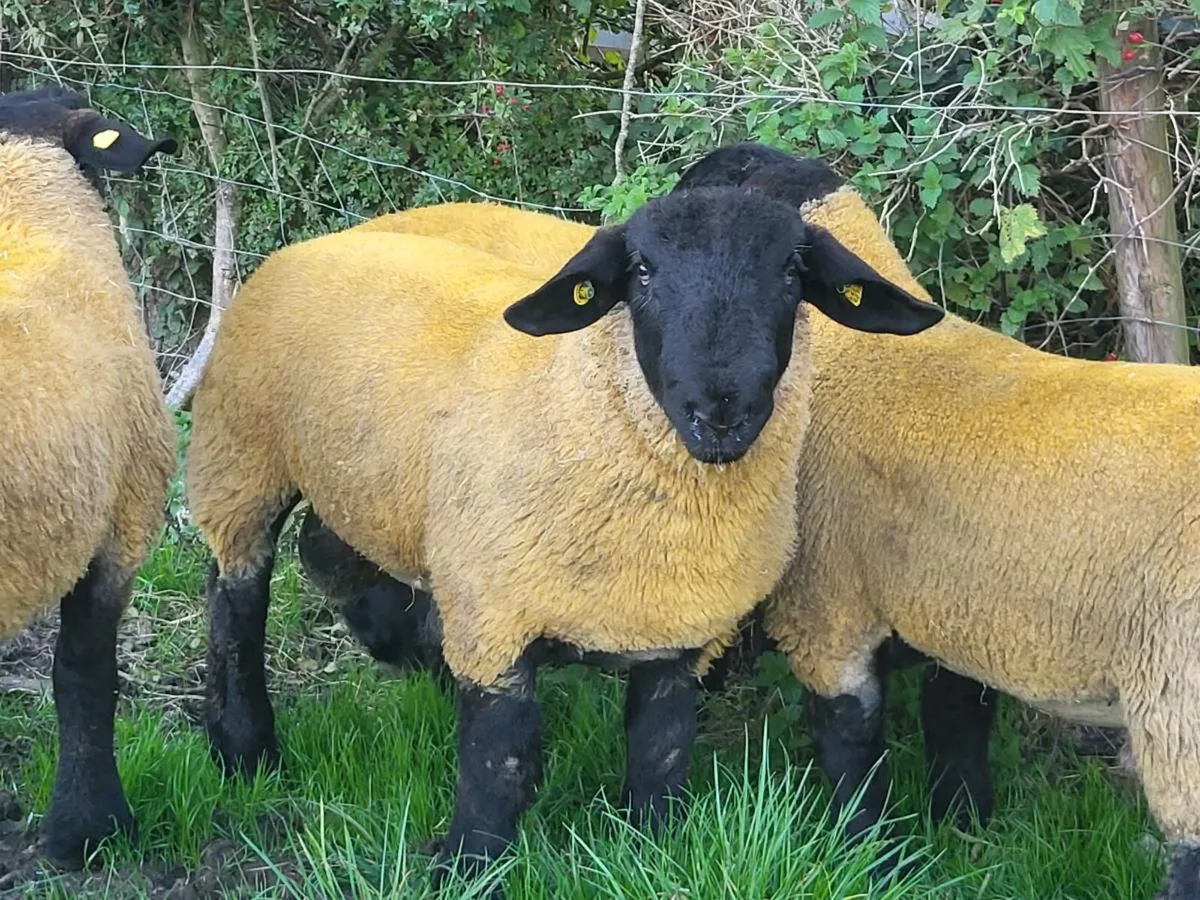 Multibreed Ram Sale - Image 3