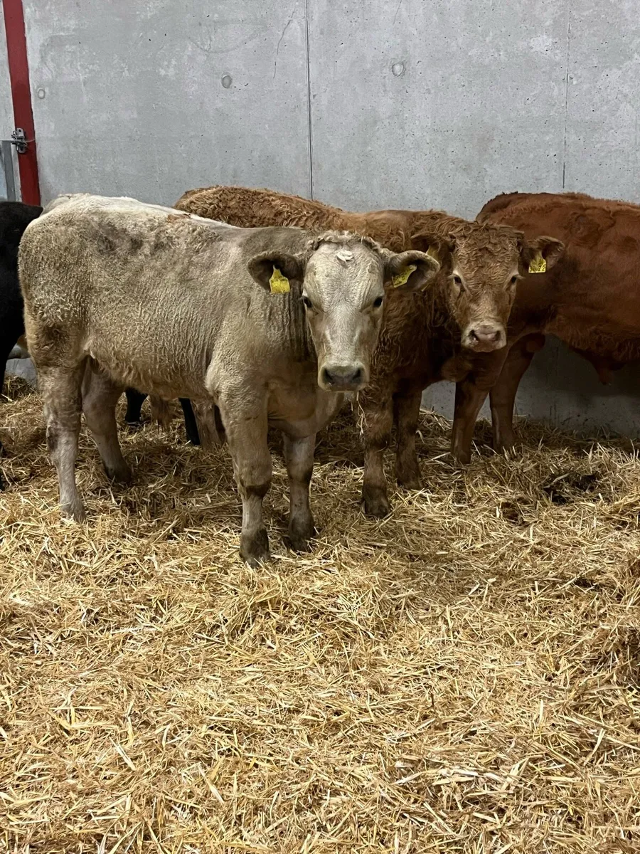 4 Outstanding Charolais & Limousine Bulls - Image 1