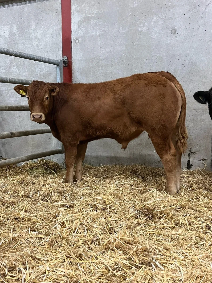 4 Outstanding Charolais & Limousine Bulls - Image 2