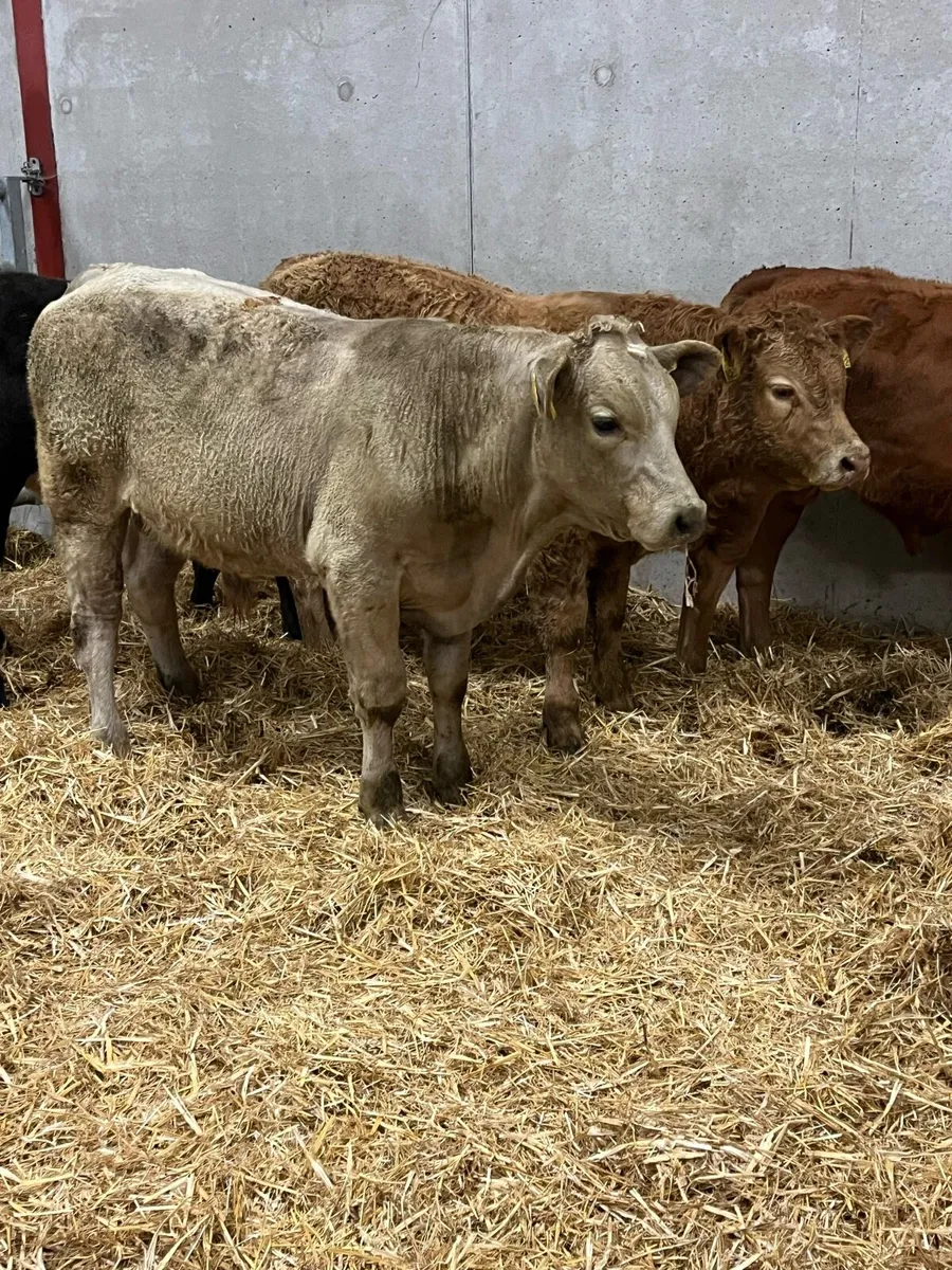 4 Outstanding Charolais & Limousine Bulls - Image 3