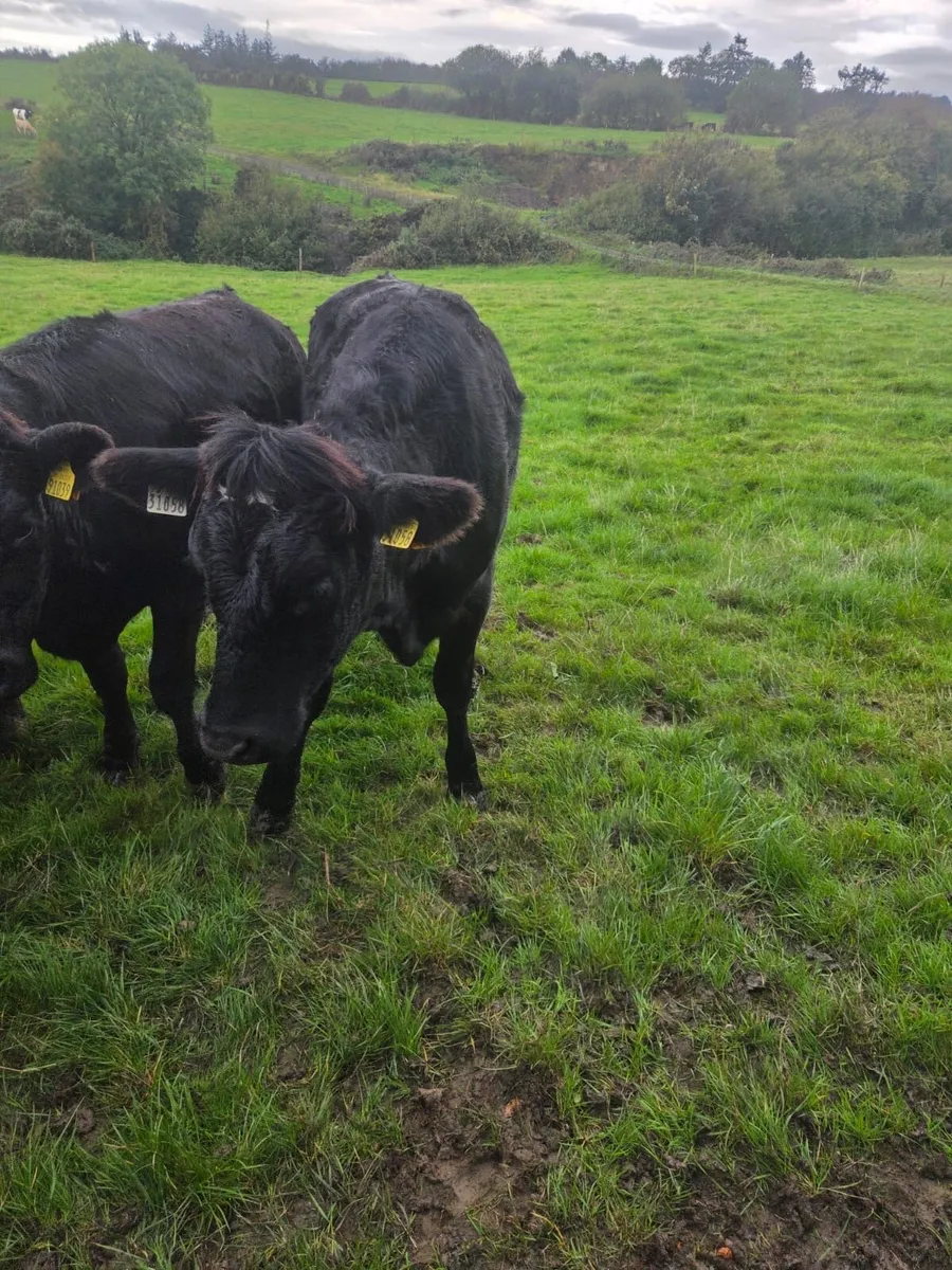 12 EBY heifers - Image 3