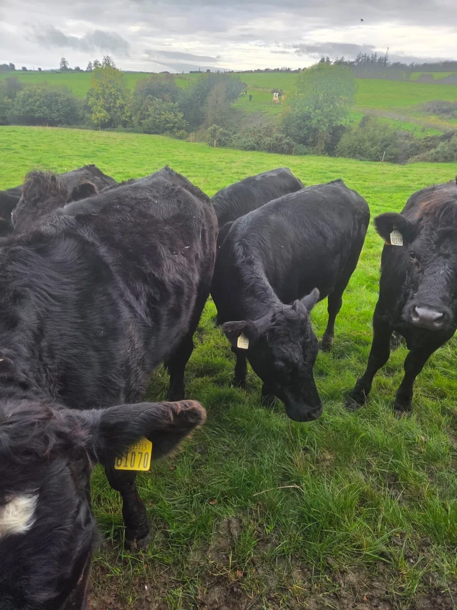 12 EBY heifers - Image 4