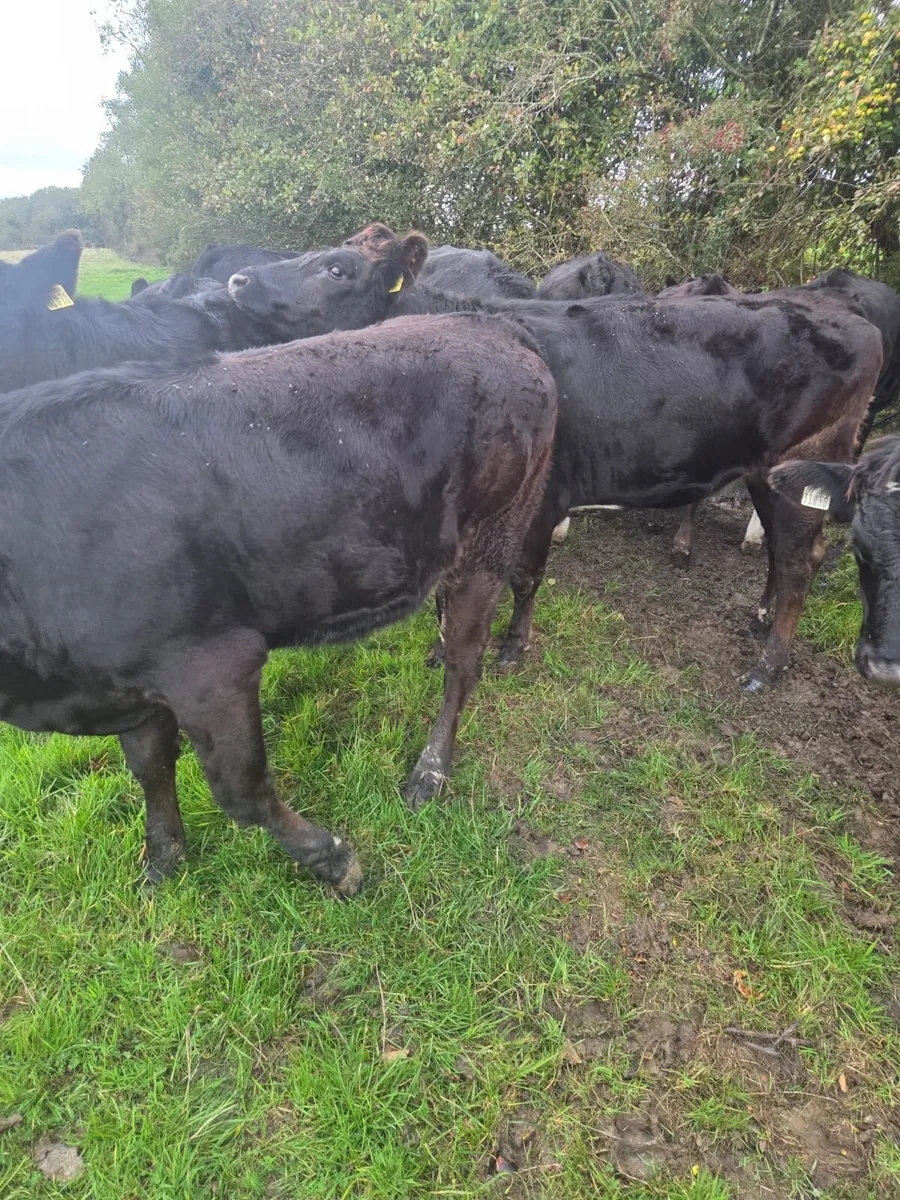 12 EBY heifers - Image 2