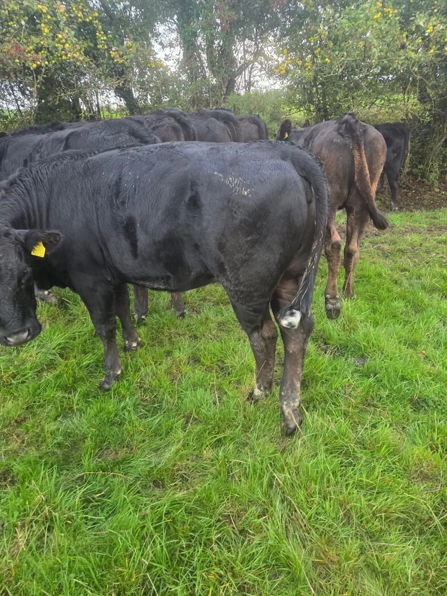 12 EBY heifers - Image 1