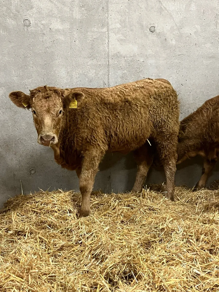 3 Outstanding Charolais Heifers - Image 2