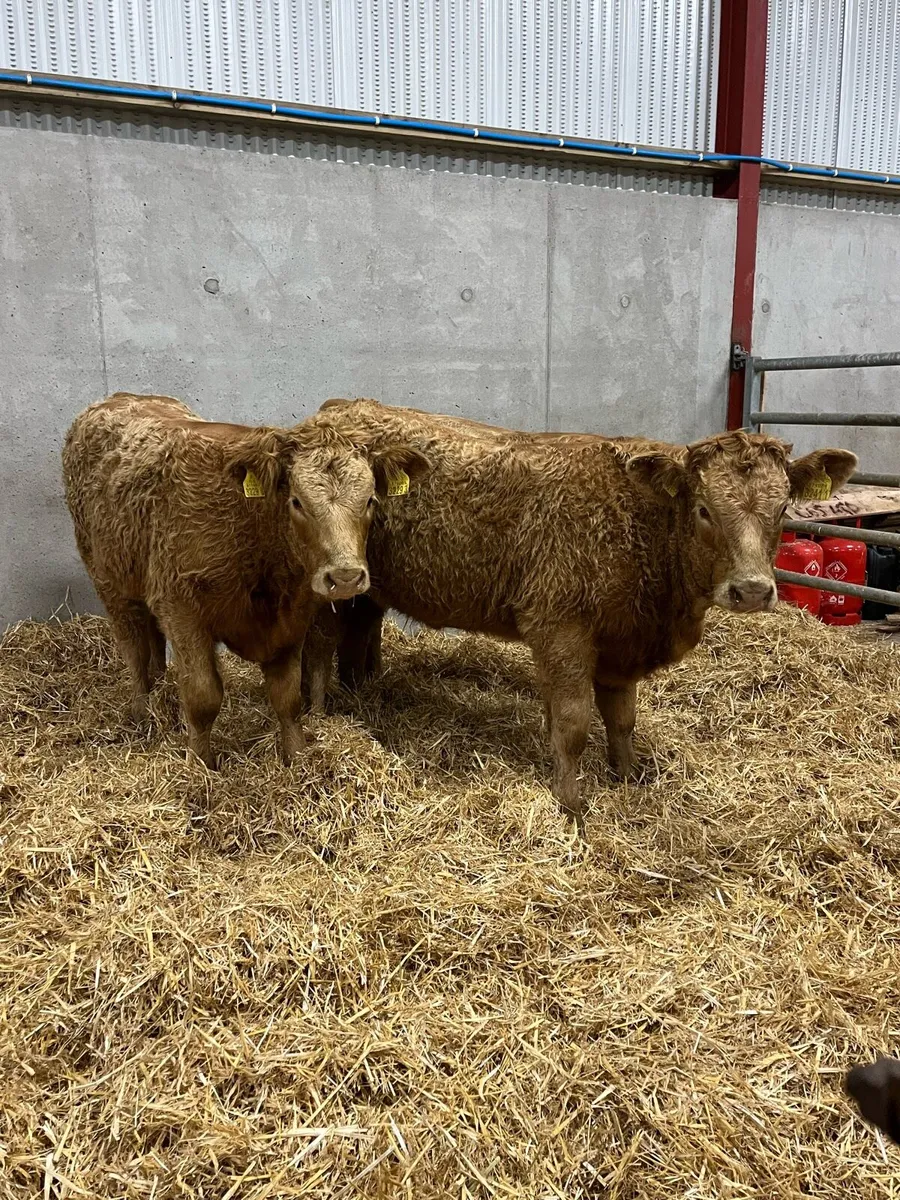 3 Outstanding Charolais Heifers - Image 3