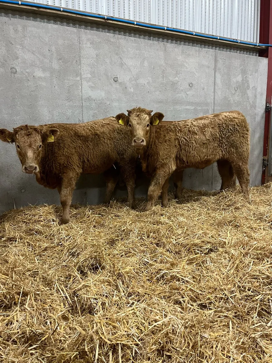 3 Outstanding Charolais Heifers - Image 4