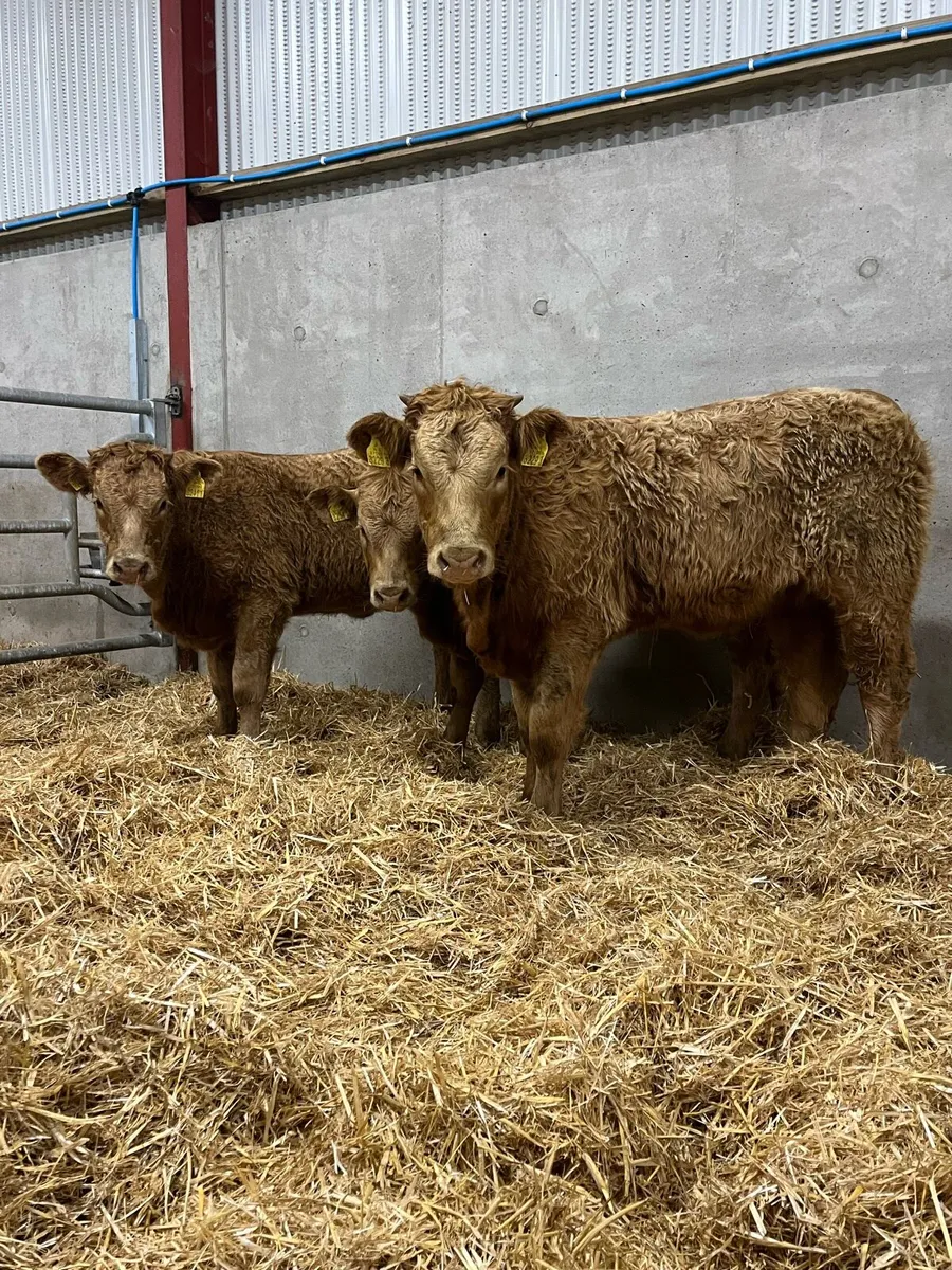 3 Outstanding Charolais Heifers - Image 1