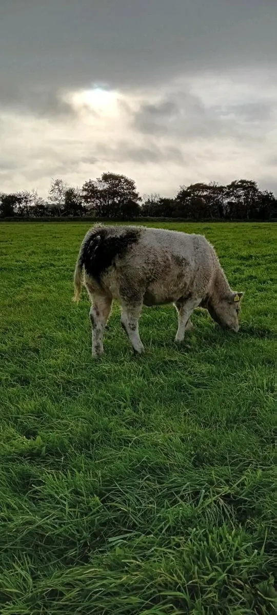 Dowra 4th October - Image 2