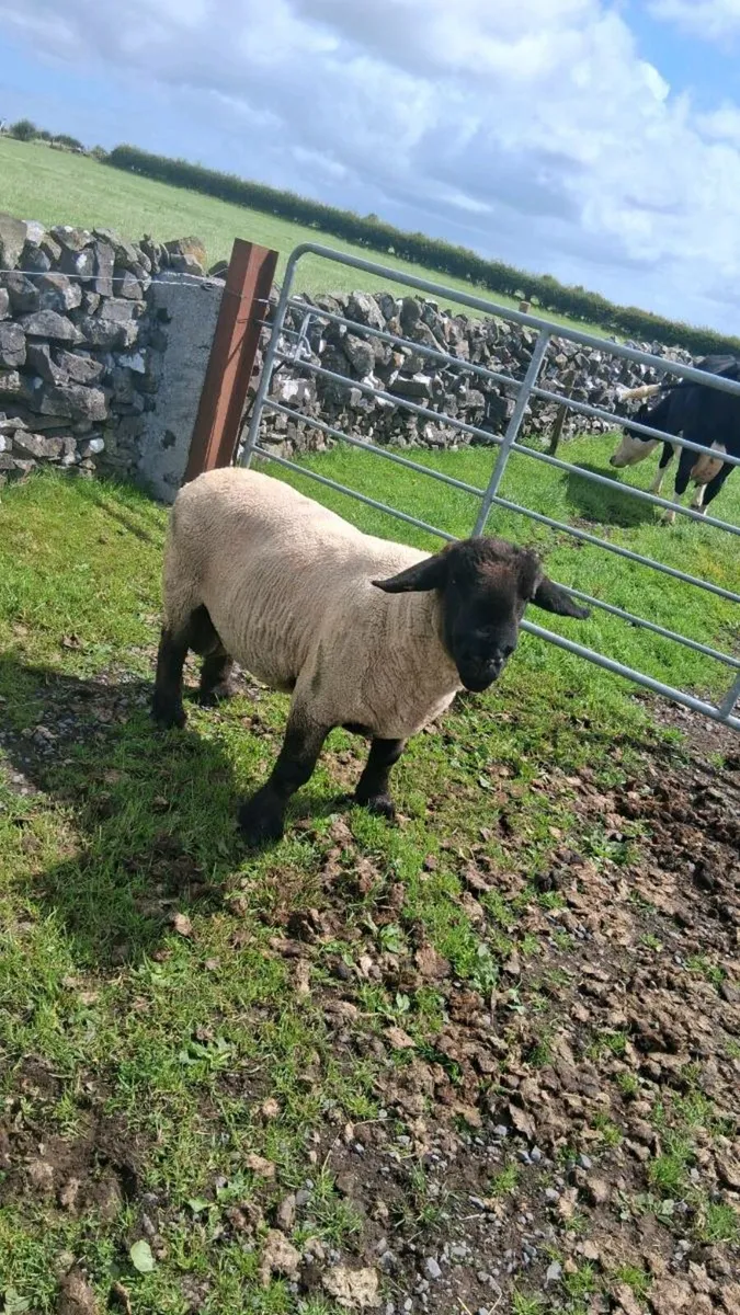 Ram - Image 2