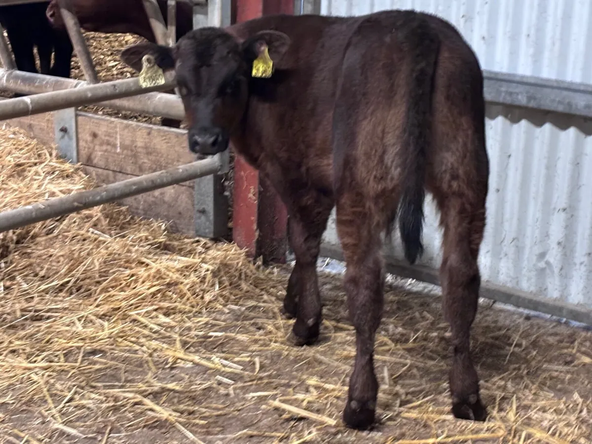 Super Angus bull calf for sale - Image 1
