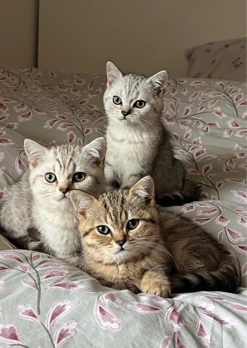British shorthair kittens for sale - Image 1