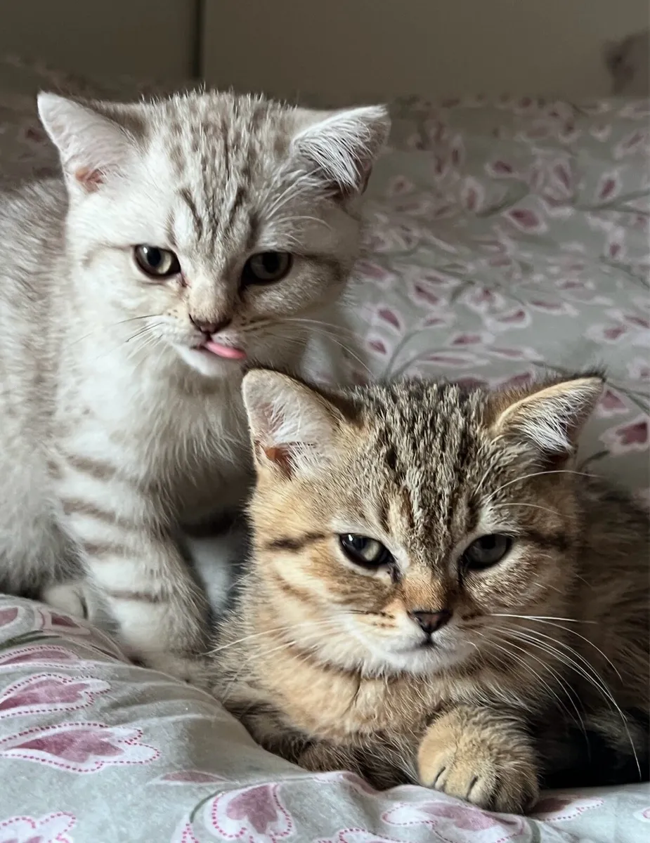 British shorthair kittens for sale - Image 2