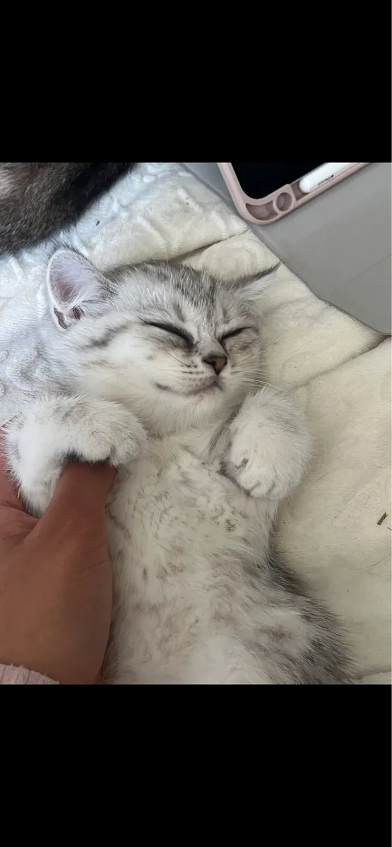 British shorthair kittens for sale - Image 3