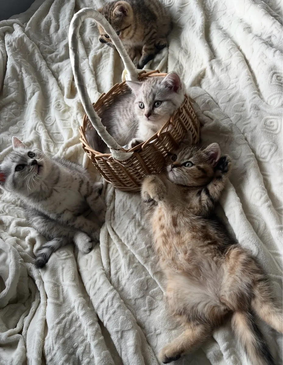 British shorthair kittens for sale - Image 4
