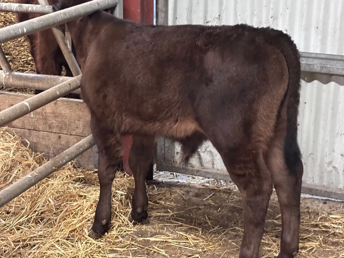 Super Angus bull calf for sale - Image 2