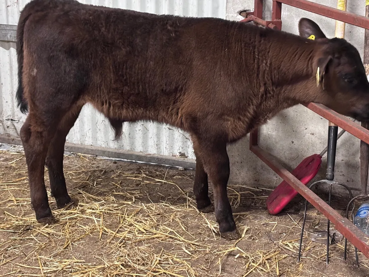 Super Angus bull calf for sale - Image 3