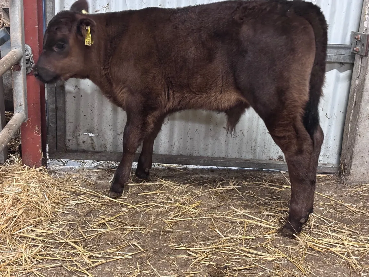 Super Angus bull calf for sale - Image 4