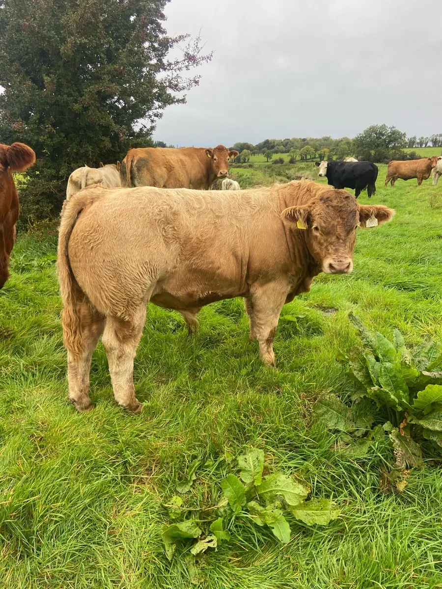 Charolais bull Weanlings (9) - Image 1