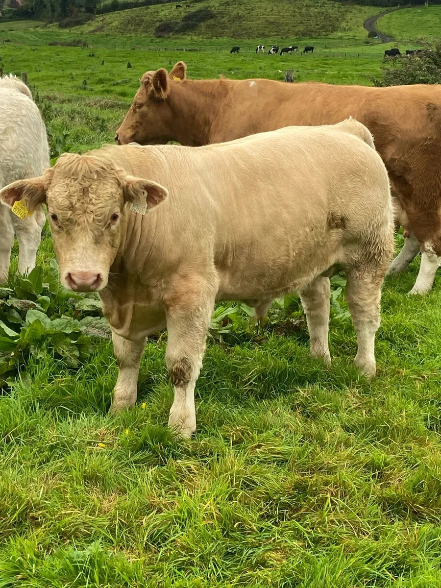 Charolais bull Weanlings (9) - Image 2