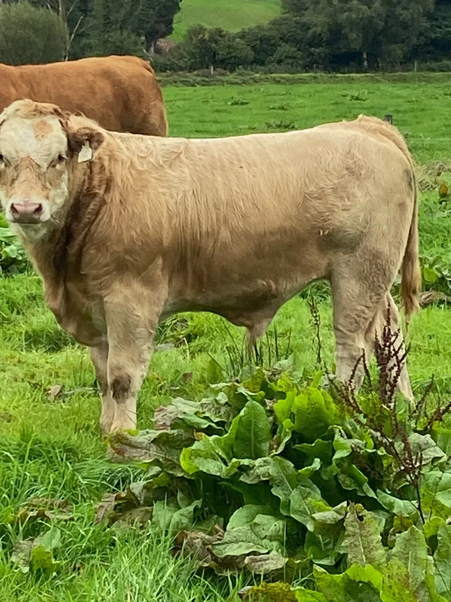 Charolais bull Weanlings (9) - Image 3