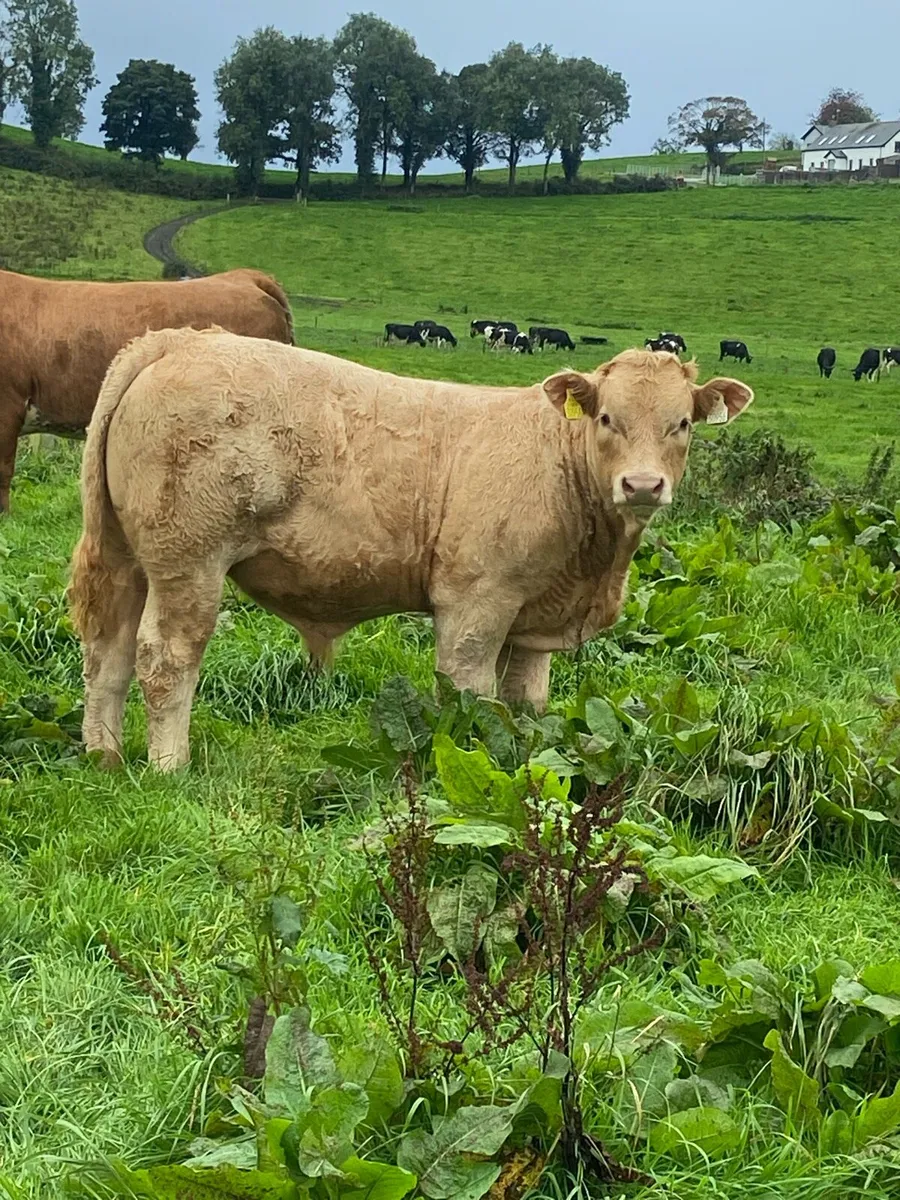 Charolais bull Weanlings (9) - Image 4