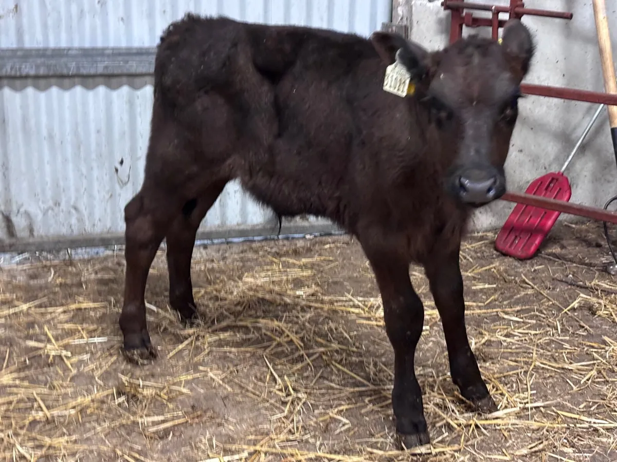 Angus bull calf for sale - Image 2