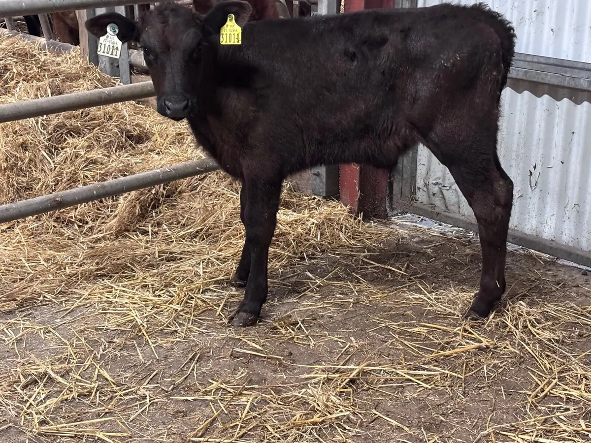 Angus bull calf for sale - Image 1