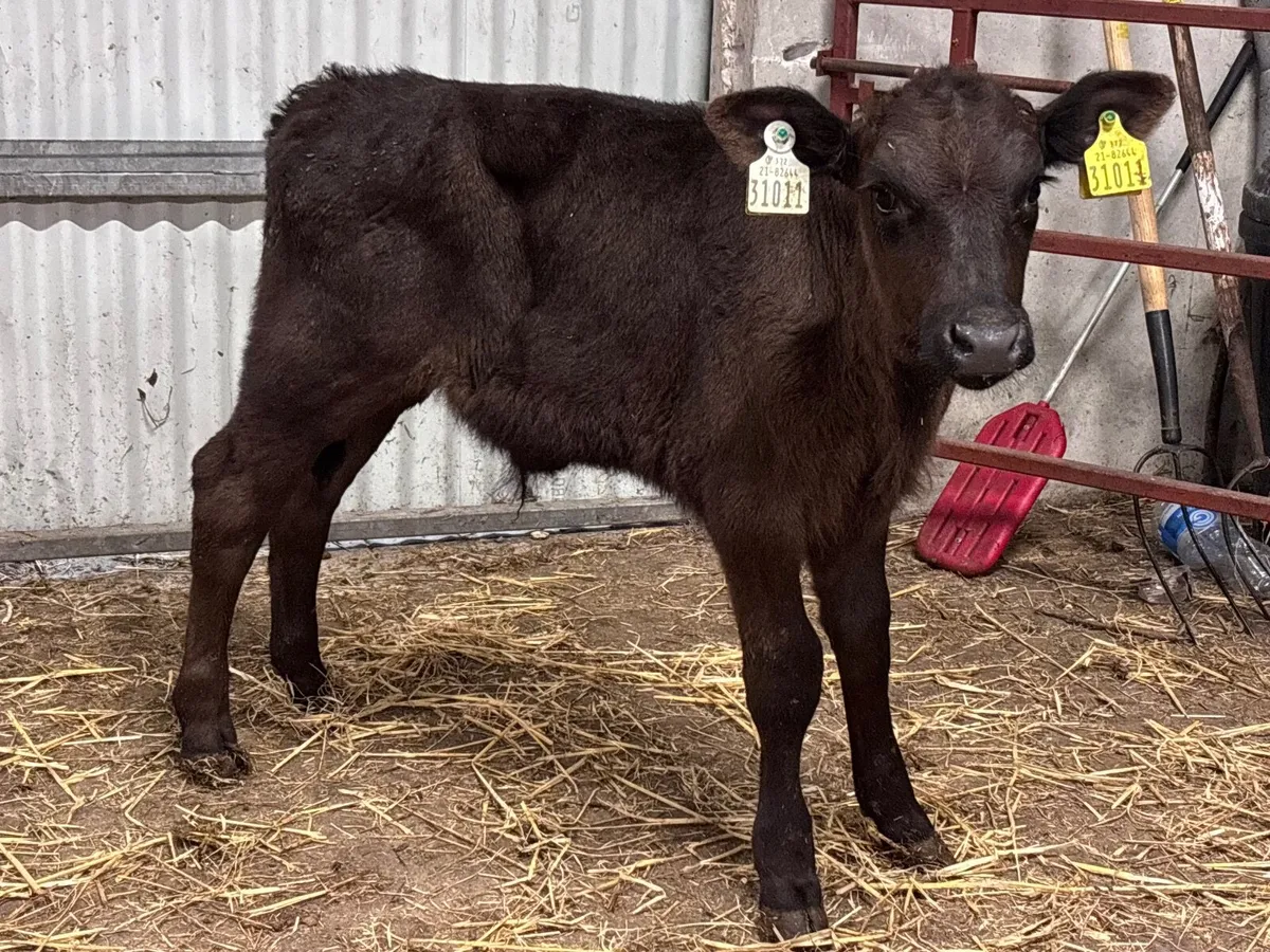 Angus bull calf for sale - Image 3