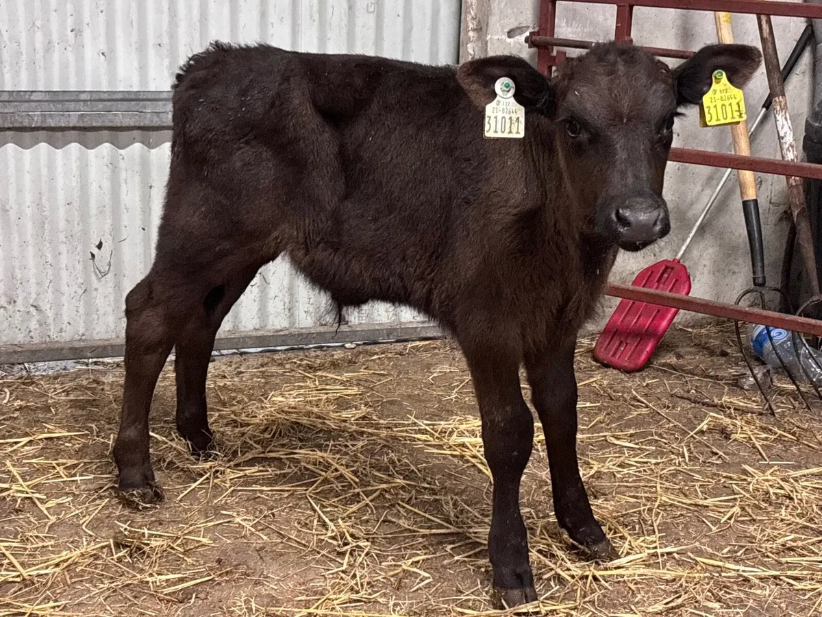 Angus bull calf for sale - Image 4