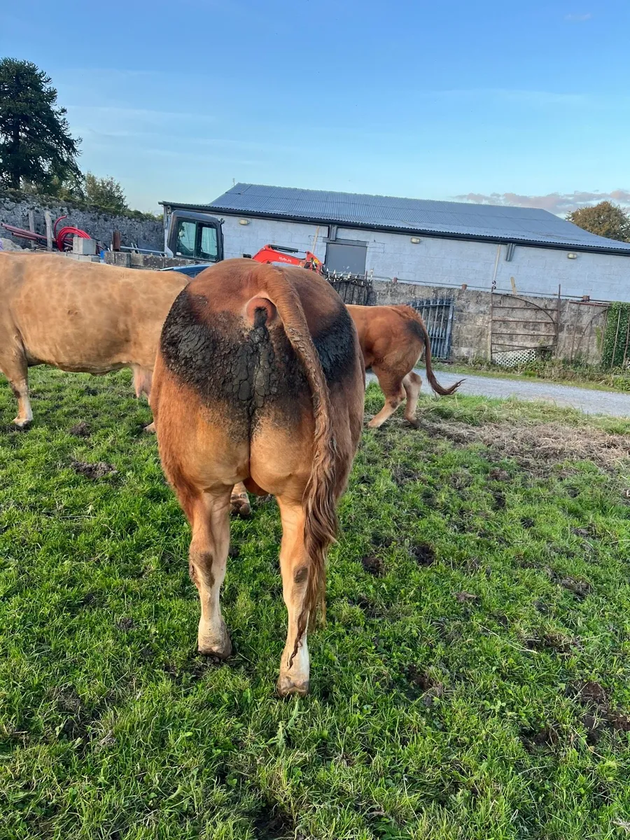 Limousine Bull Scep Eligible 4 Star - Image 2