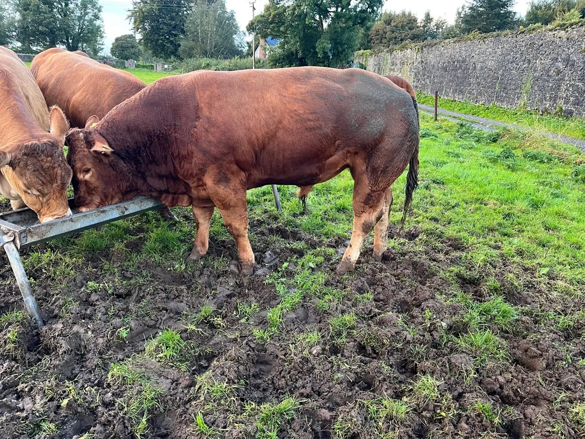 Limousine Bull Scep Eligible 4 Star - Image 3
