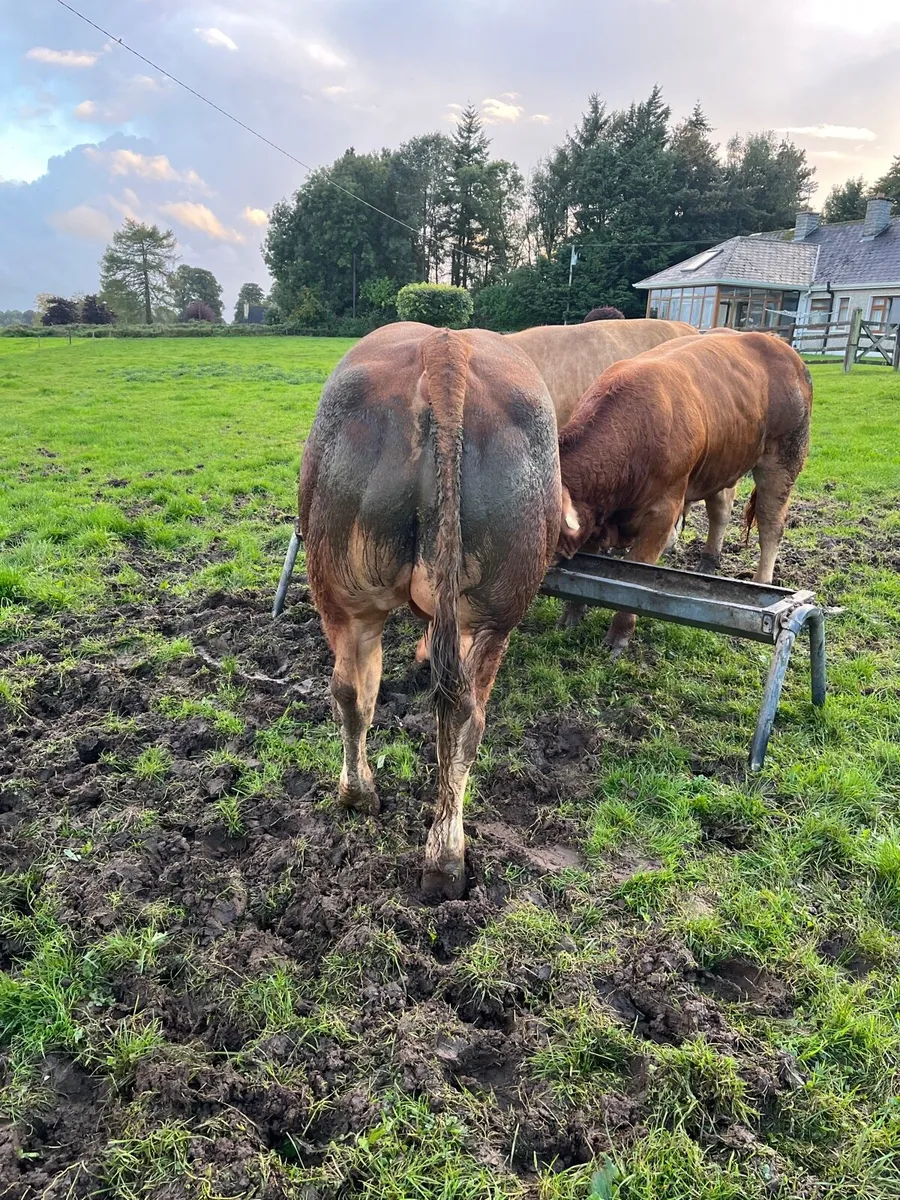 Limousine Bull Scep Eligible 4 Star - Image 4