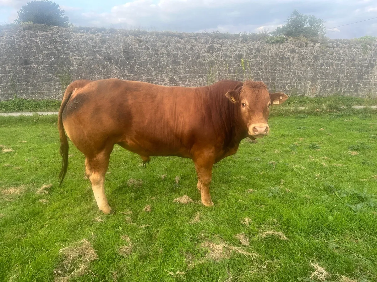 Limousine Bull Scep Eligible 4 Star - Image 1