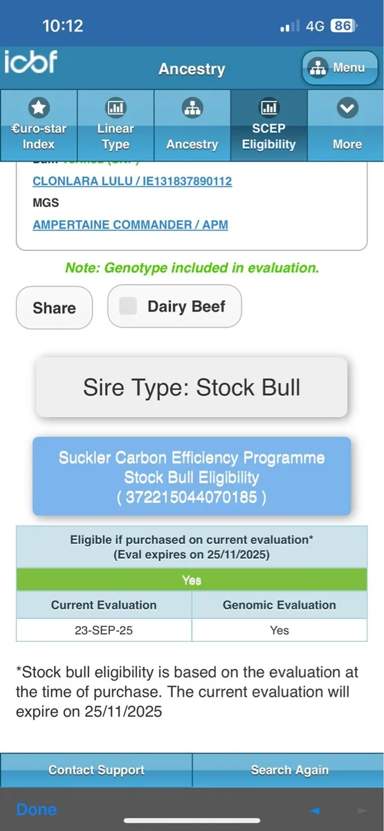 Limousin Bull Scep Eligible 4 Star - Image 3