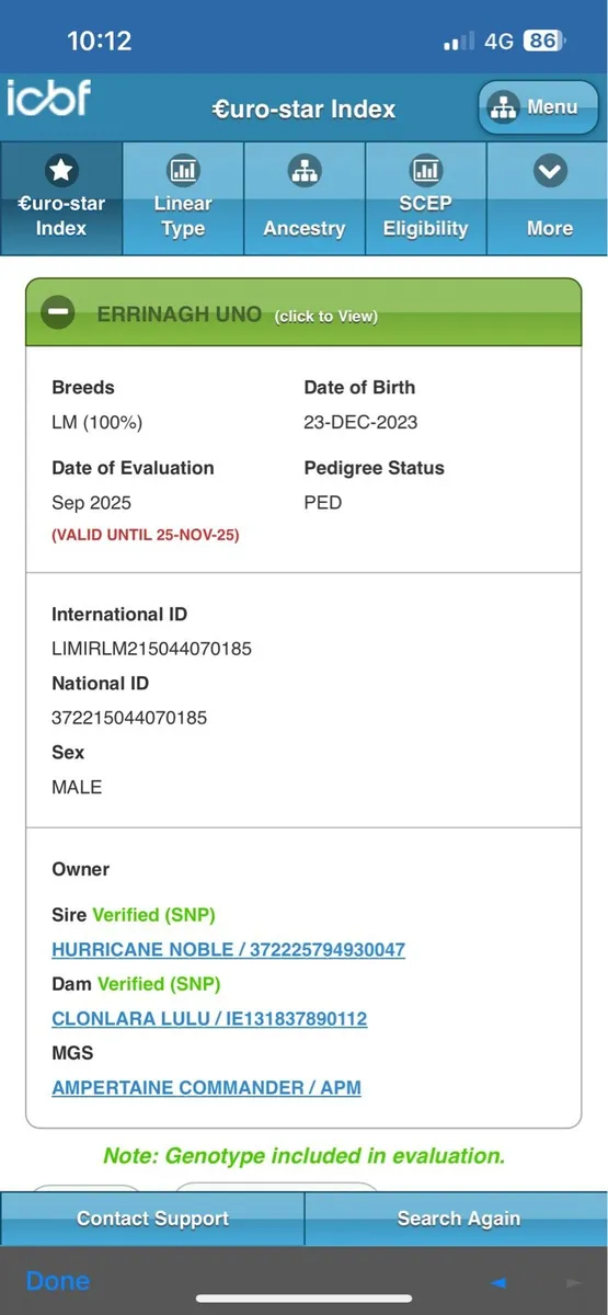 Limousin Bull Scep Eligible 4 Star - Image 4