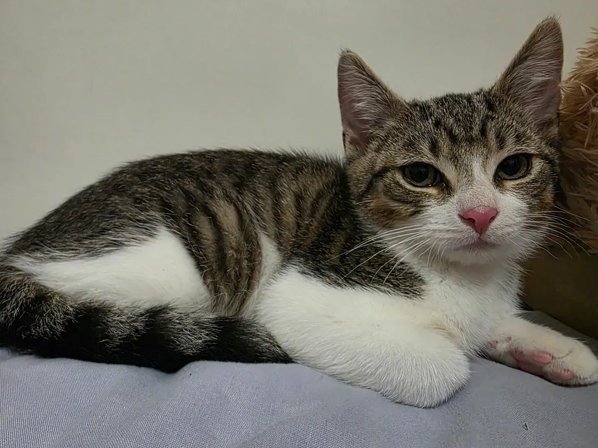 Cat - Image 1
