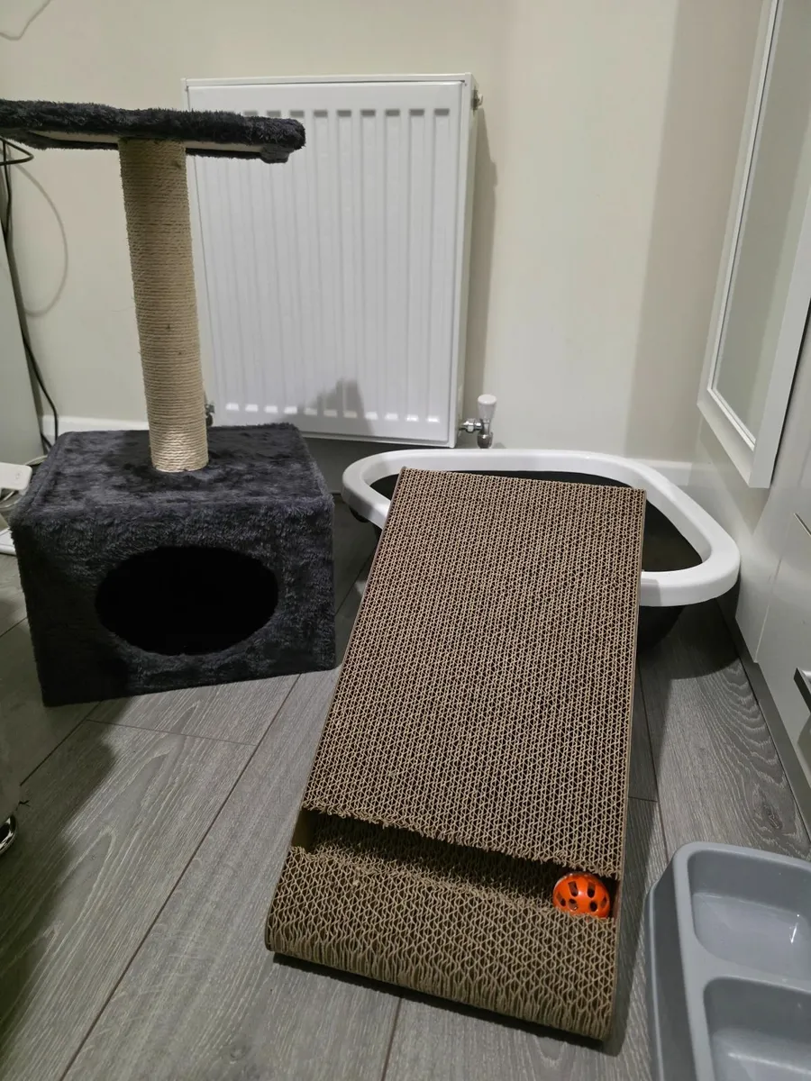 Cat - Image 2