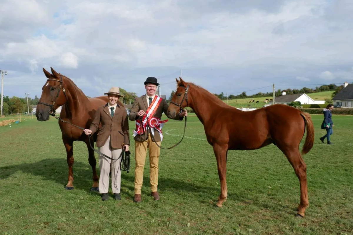 Colt foals - Image 1
