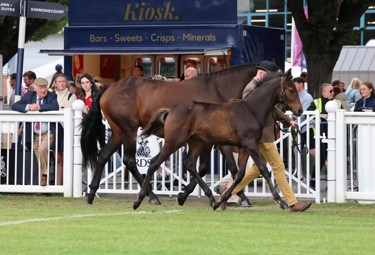 Colt foals - Image 3