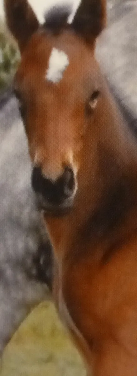 MARE & FOAL