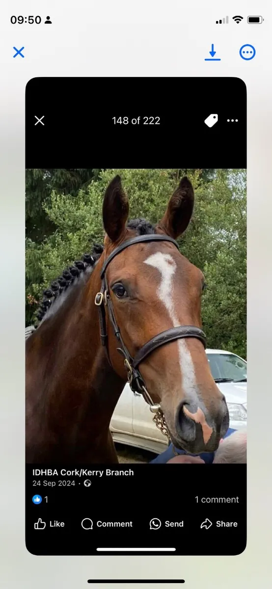 Equine - Image 1