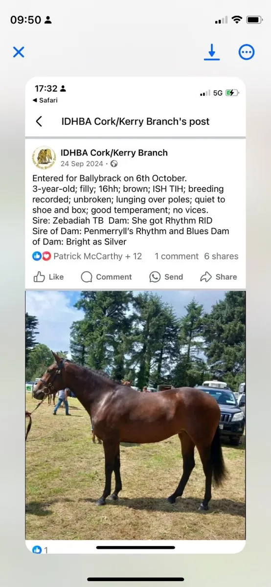 Equine - Image 2