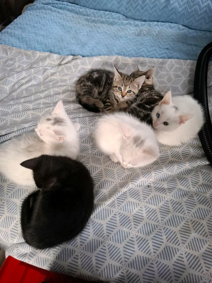Beautiful kittens - Image 1