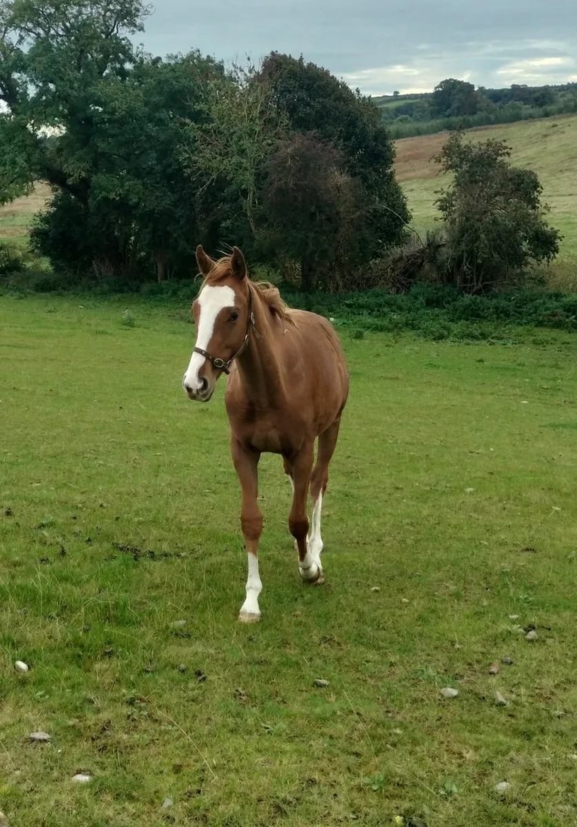Yearling colt ex Listed Placed mare - €1000 ono - Image 1
