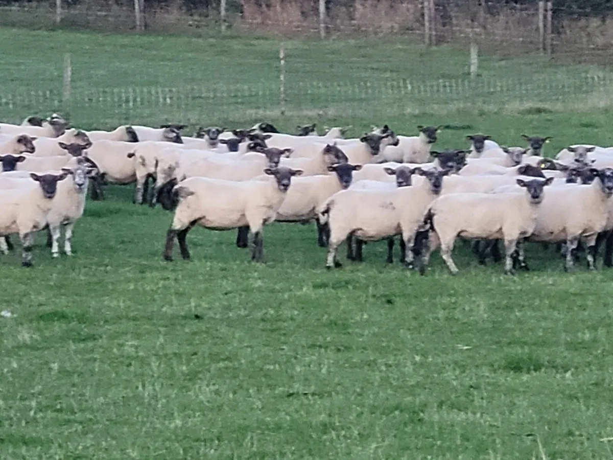Dispersal Sale 250 SFX Ewes - Tullow Mart - Image 1